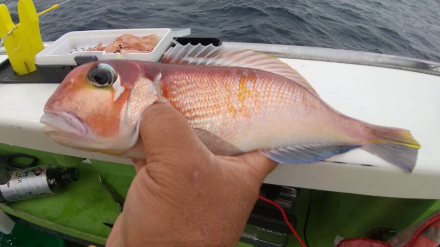 小室様～平塚港/アマダイ2匹30cm～