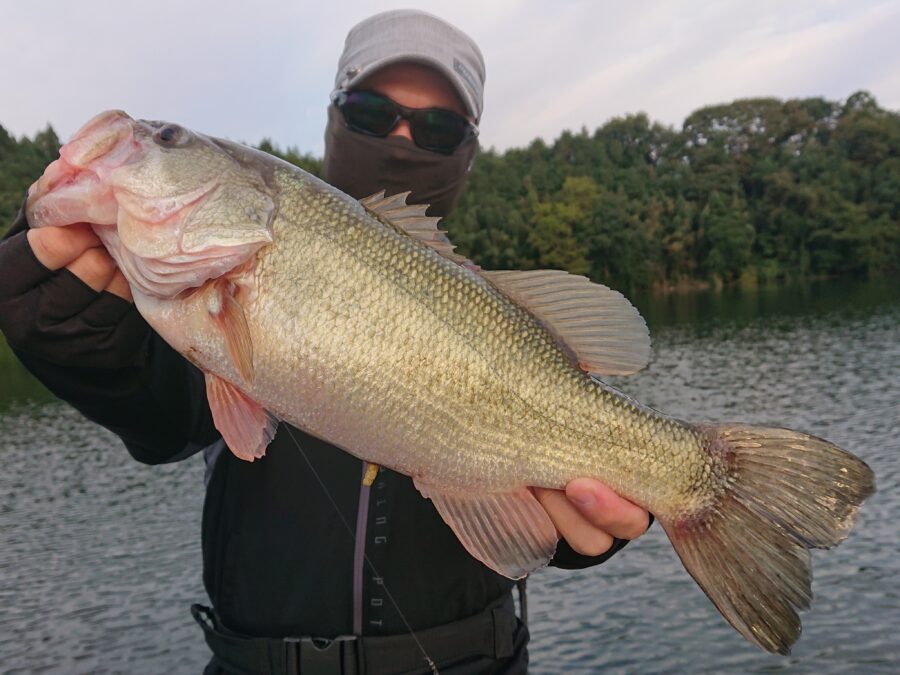 スタッフ吉田釣行記～津久井湖/ブラックバス…3人で30-47cm/8匹～
