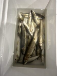 A様~相模川 三川合流/鮎最大24cm16匹~