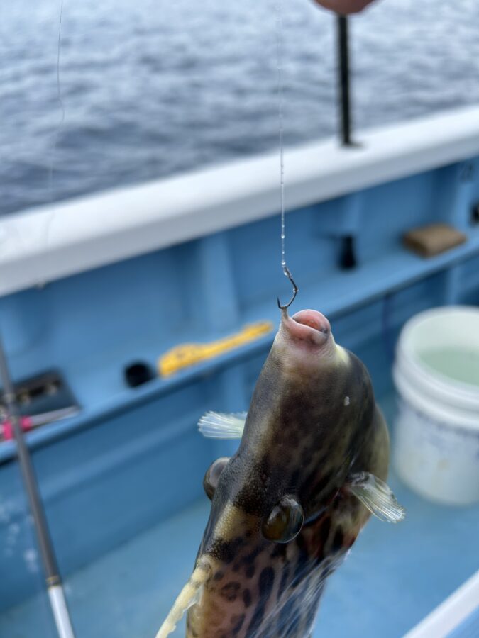 スタッフ平賀釣行記～佐島/カワハギ13匹/最大23cm～