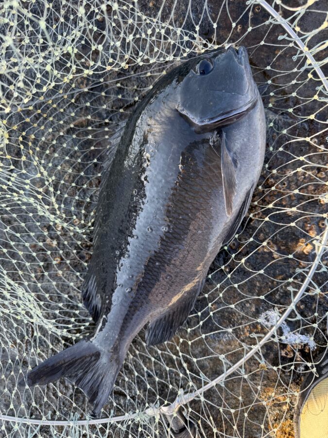 スタッフ小澤釣行記～茅ヶ崎エボシ岩ウジマ/口太メジナ47cm1.8㎏/1枚～
