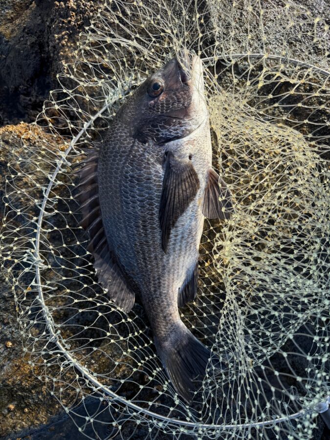 スタッフ小澤釣行記～茅ヶ崎エボシ岩ウジマ/口太メジナ47cm1.8㎏/1枚～