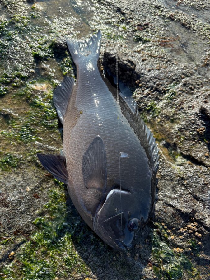 スタッフ小澤釣行記～茅ヶ崎エボシ岩ウジマ/口太メジナ47cm1.8㎏/1枚～