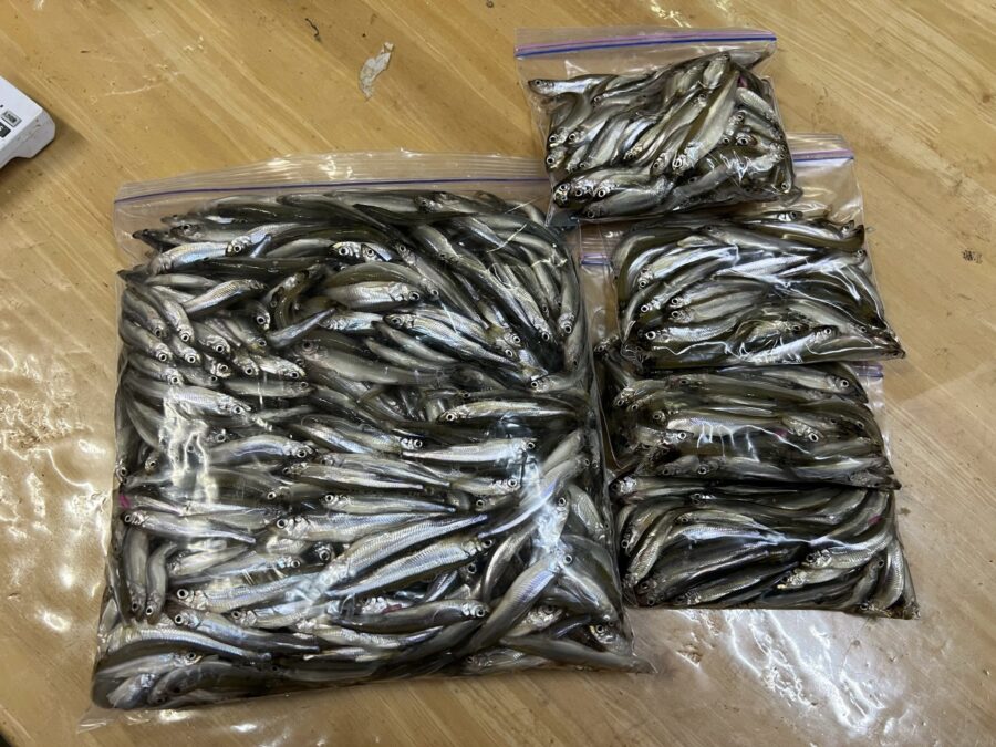 井草様～河口湖/ワカサギ8cm合計827匹～