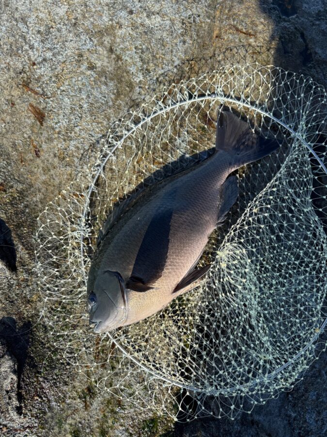 スタッフ小澤釣行記～茅ヶ崎エボシ岩ウジマ/口太メジナ47cm1.8㎏/1枚～