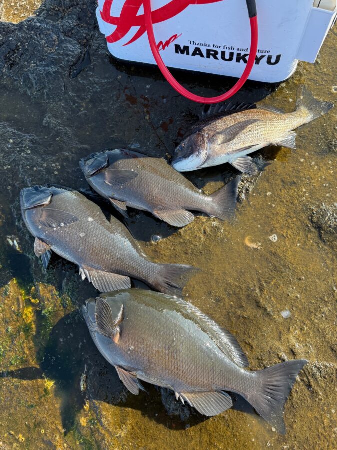 スタッフ小澤釣行記～茅ヶ崎エボシ岩ウジマ/口太メジナ47cm1.8㎏/1枚～