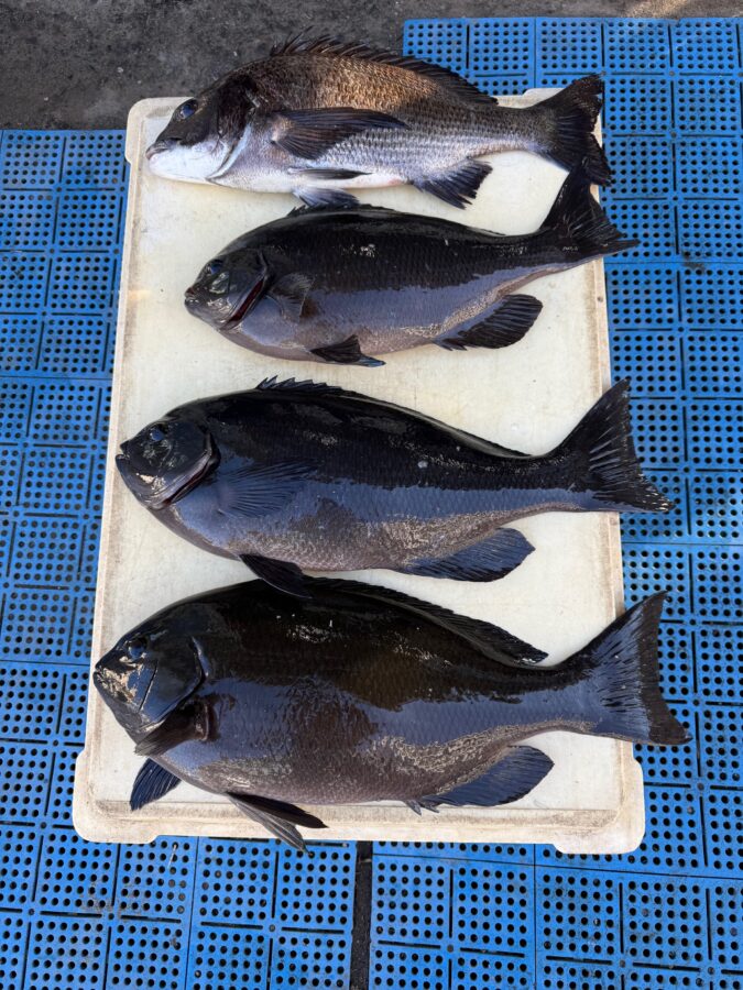 スタッフ小澤釣行記～茅ヶ崎エボシ岩ウジマ/口太メジナ47cm1.8㎏/1枚～