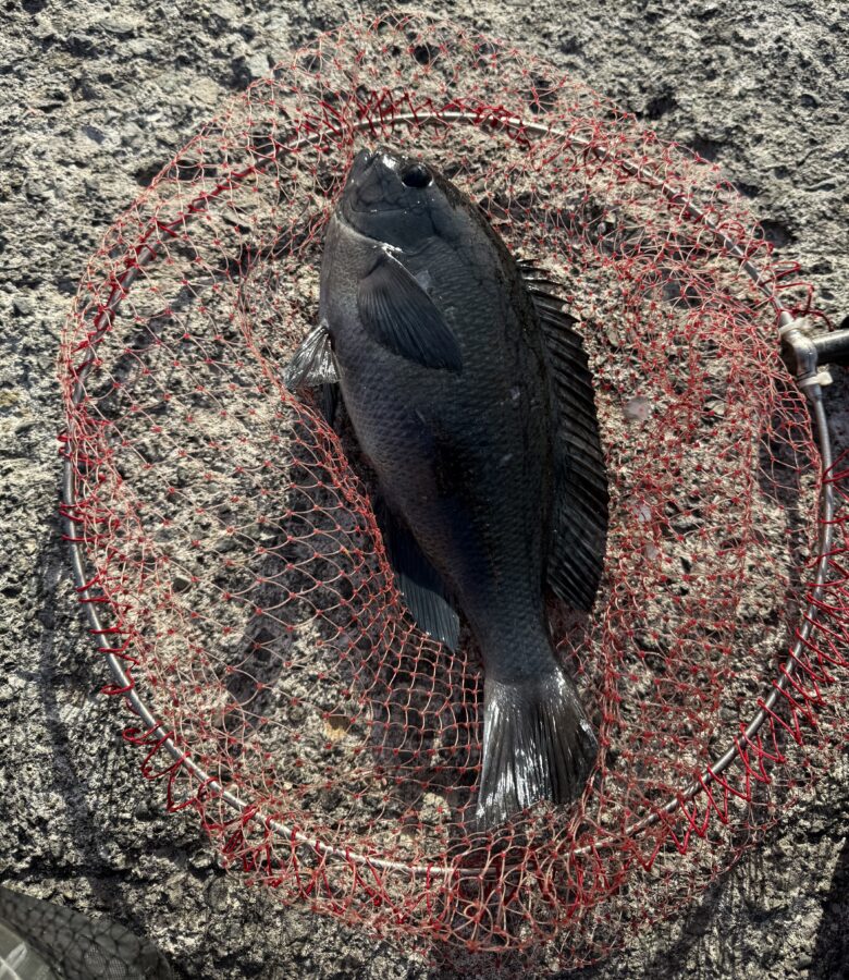 スタッフ小澤釣行記～初島 第一漁港/口太メジナ40cm1枚・他30cm級2枚～