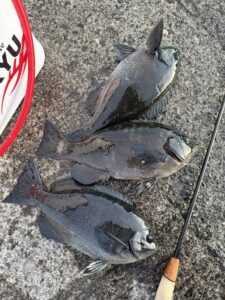 スタッフ小澤釣行記～初島　第一漁港/メジナ35〜38cm3枚～