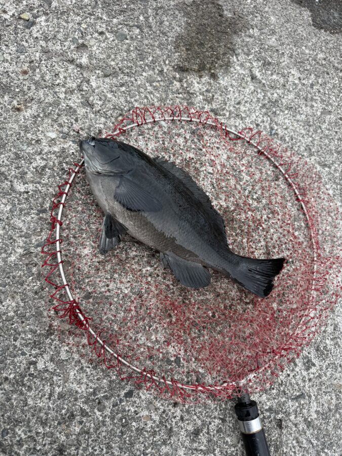 スタッフ小澤釣行記~初島 第一漁港/メジナ35〜38cm3枚~