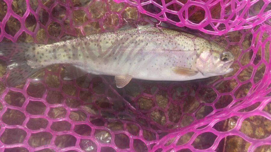 スタッフ平賀釣行記～犀川　犀川橋下流/レインボートラウト45cm/他3匹～