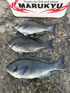 スタッフ小澤釣行記～初島 第一漁港/口太メジナ40cm1枚・他30cm級2枚～