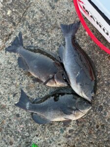 スタッフ小澤釣行記～初島第一漁港/口太メジナ30cm台/3枚～