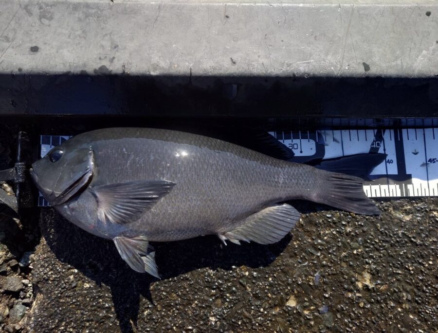 中山様・米田様～真鶴赤壁/口太メジナ43.5cm・41.5cm・41cm他～