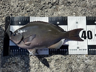 スタッフ小澤釣行記～真鶴 赤壁/尾長メジナ39cm・35cm/2枚～