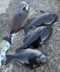 スタッフ小澤釣行記～真鶴・初島/口太メジナ40.5cm・37.4cm・22cm3枚他