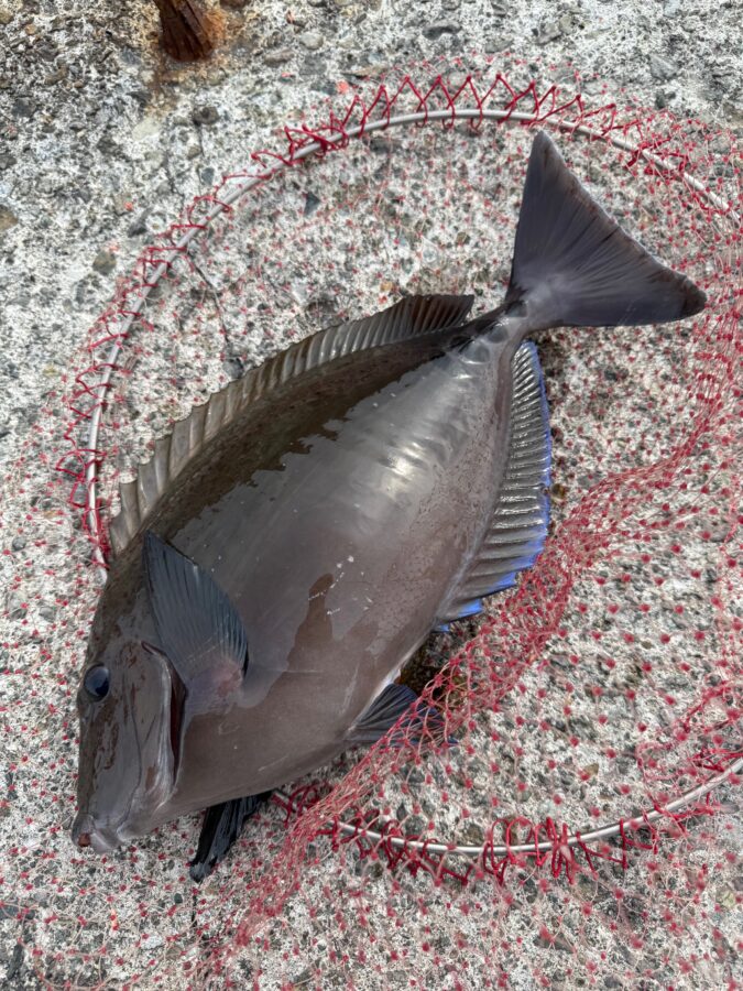スタッフ小澤釣行記～初島第一漁港/口太メジナ37cm/4枚～