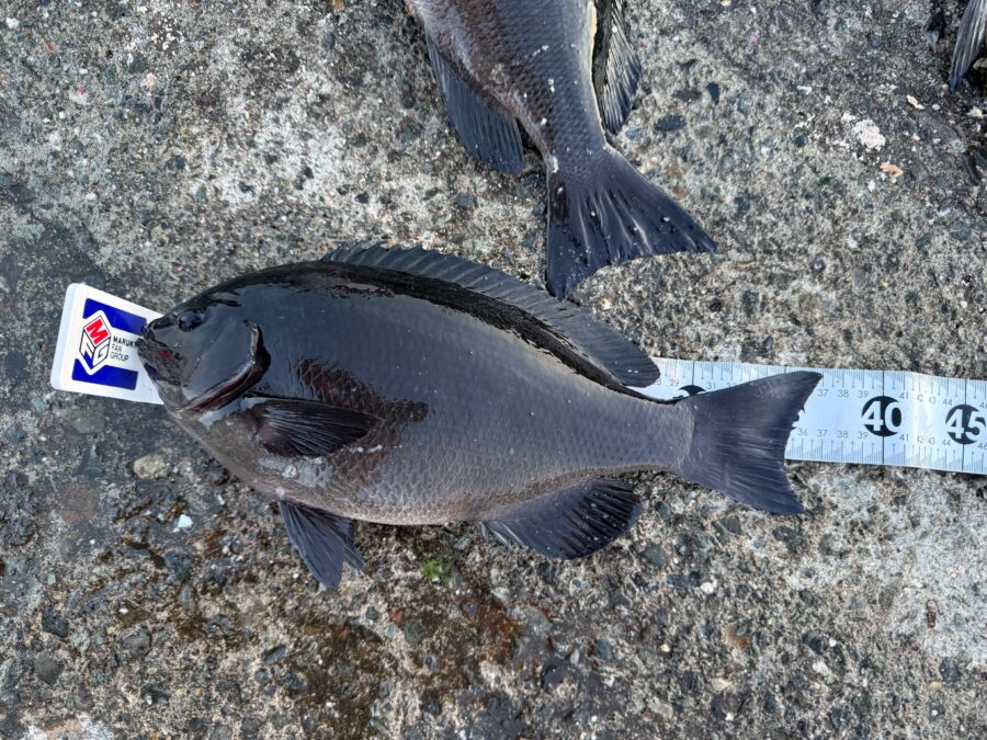 スタッフ小澤釣行記～真鶴・初島/口太メジナ40.5cm・37.4cm・22cm3枚他