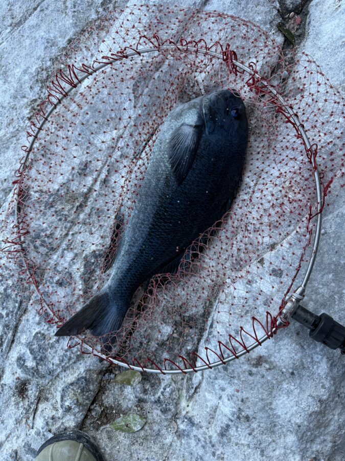 スタッフ小澤釣行記～真鶴・初島/口太メジナ40.5cm・37.4cm・22cm3枚他