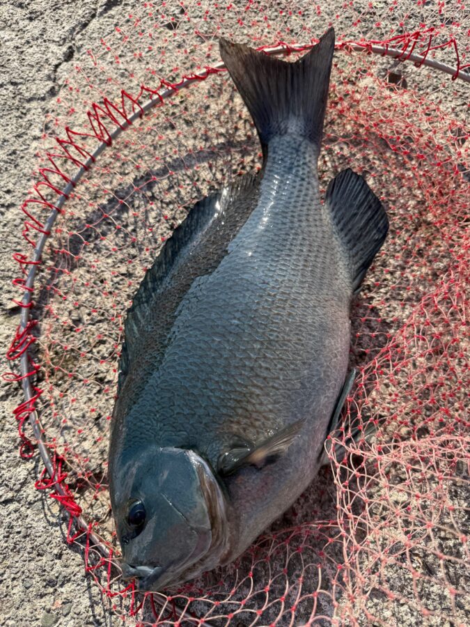 スタッフ小澤釣行記～真鶴・初島/口太メジナ40.5cm・37.4cm・22cm3枚他