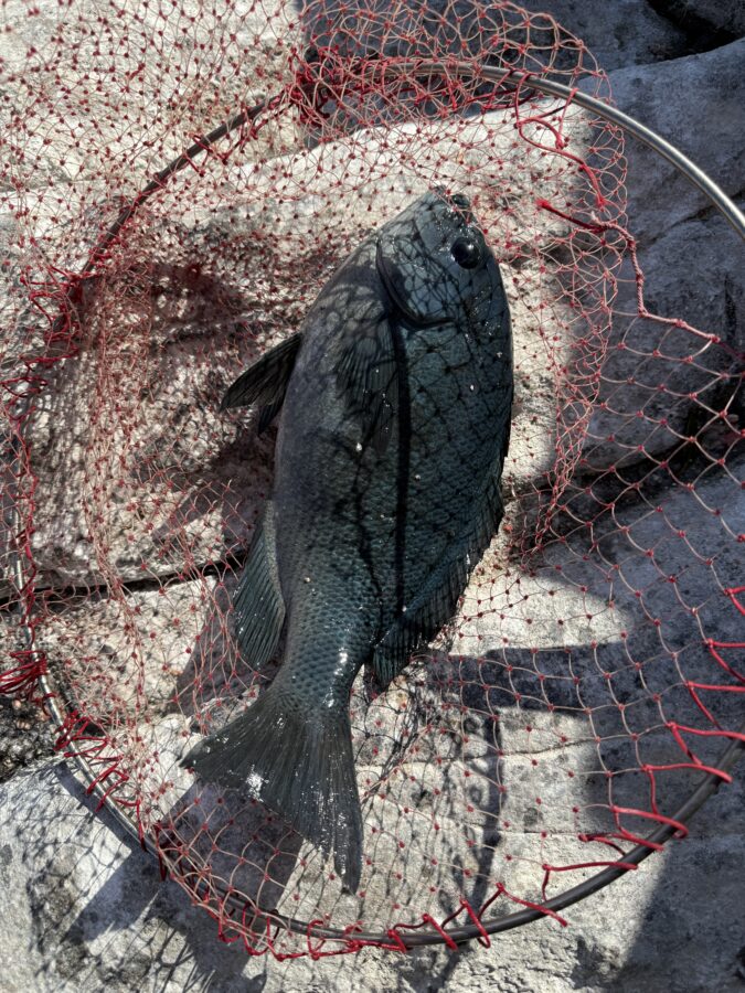 スタッフ小澤釣行記～真鶴・初島/口太メジナ40.5cm・37.4cm・22cm3枚他