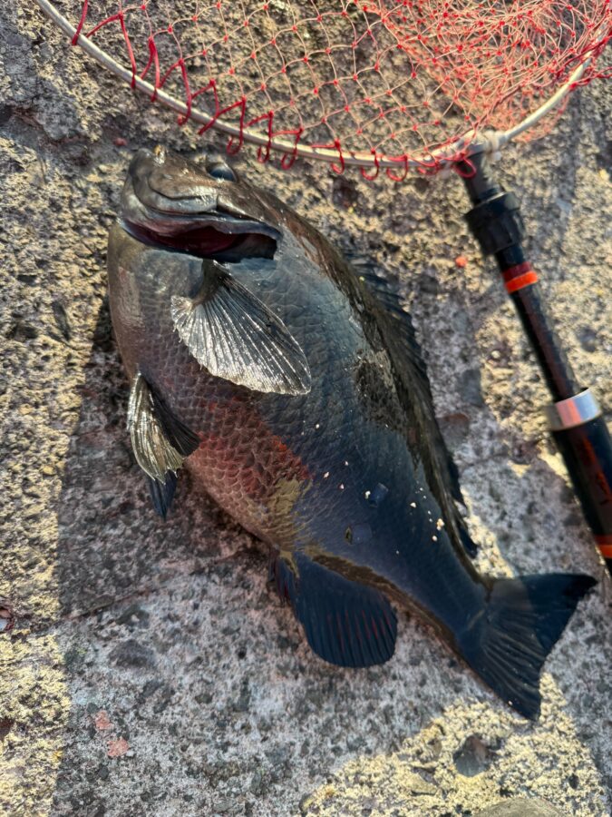 スタッフ小澤釣行記～真鶴・初島/口太メジナ40.5cm・37.4cm・22cm3枚他