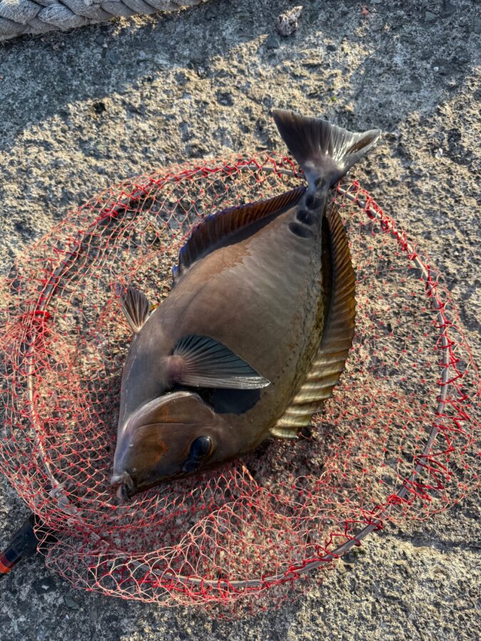 スタッフ小澤釣行記～真鶴・初島/口太メジナ40.5cm・37.4cm・22cm3枚他