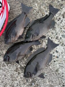 スタッフ小澤釣行記～初島第一漁港/口太メジナ37cm/4枚～