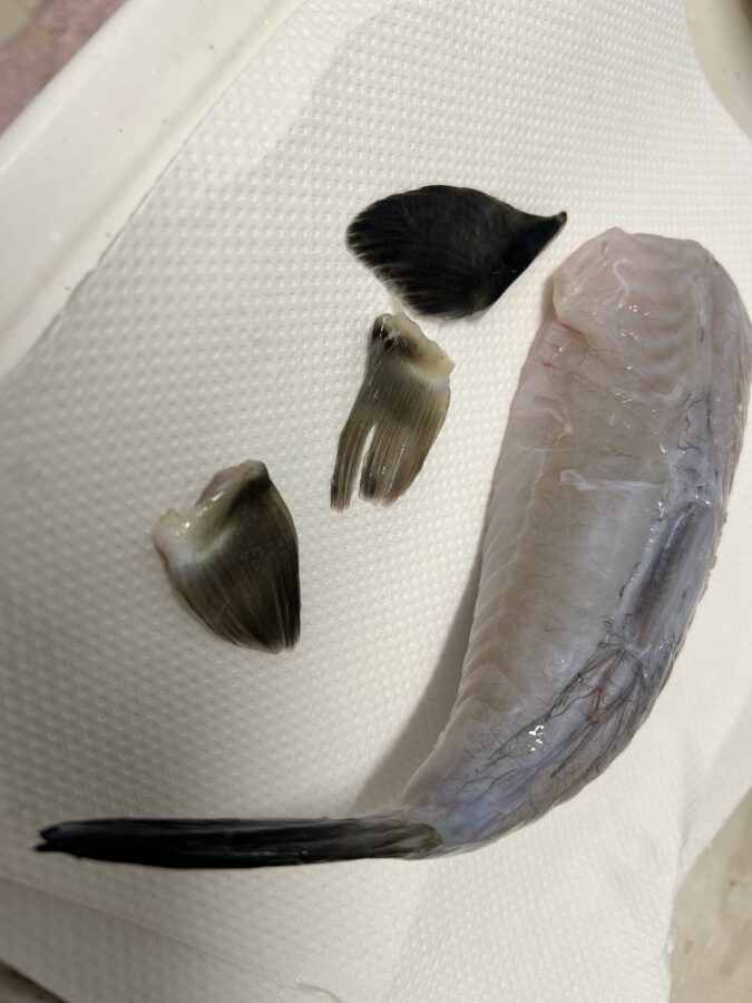 スタッフ齋藤釣行記~羽田/トラフグ1匹~