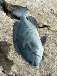 スタッフ小澤淳釣行記～茅ヶ崎エボシ岩鵜島/口太メジナ28cm/1匹～