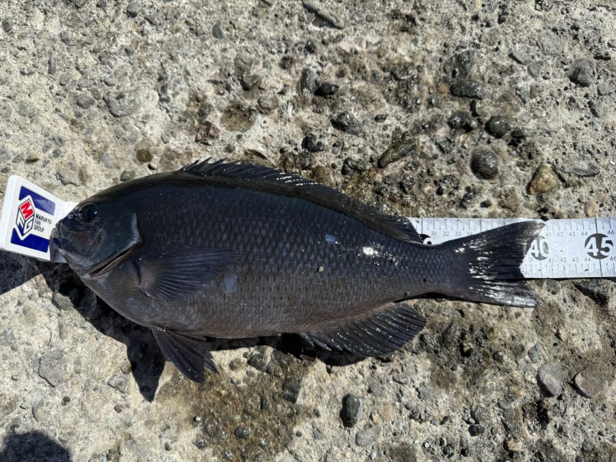 スタッフ小澤釣行記～真鶴・初島/口太メジナ40.5cm・37.4cm・22cm3枚他