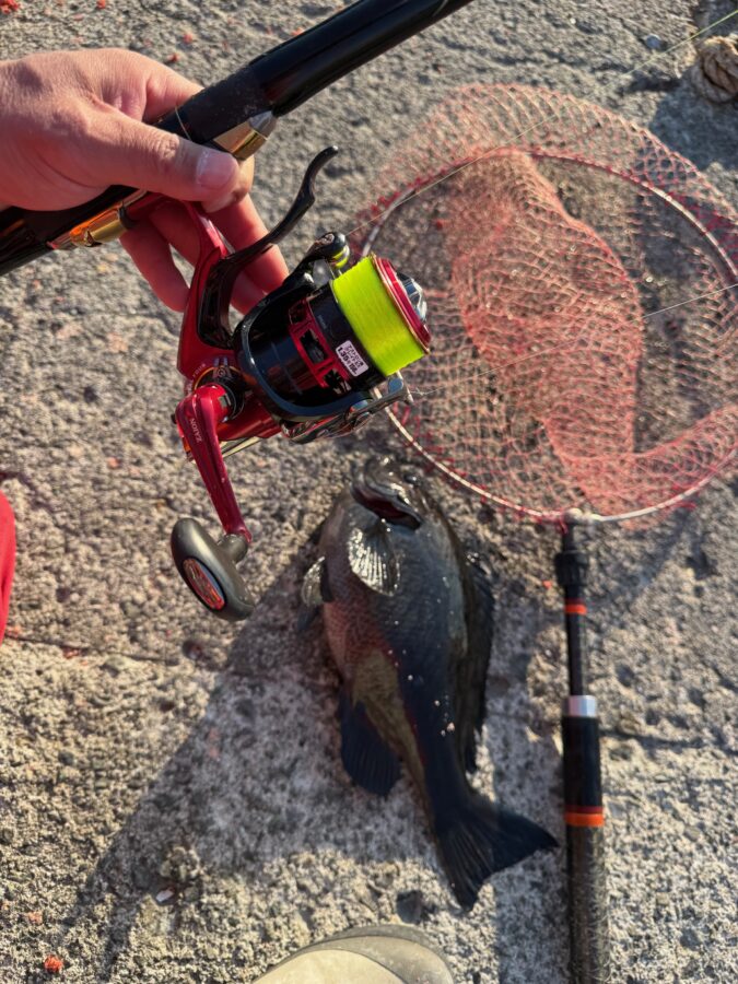 スタッフ小澤釣行記～真鶴・初島/口太メジナ40.5cm・37.4cm・22cm3枚他