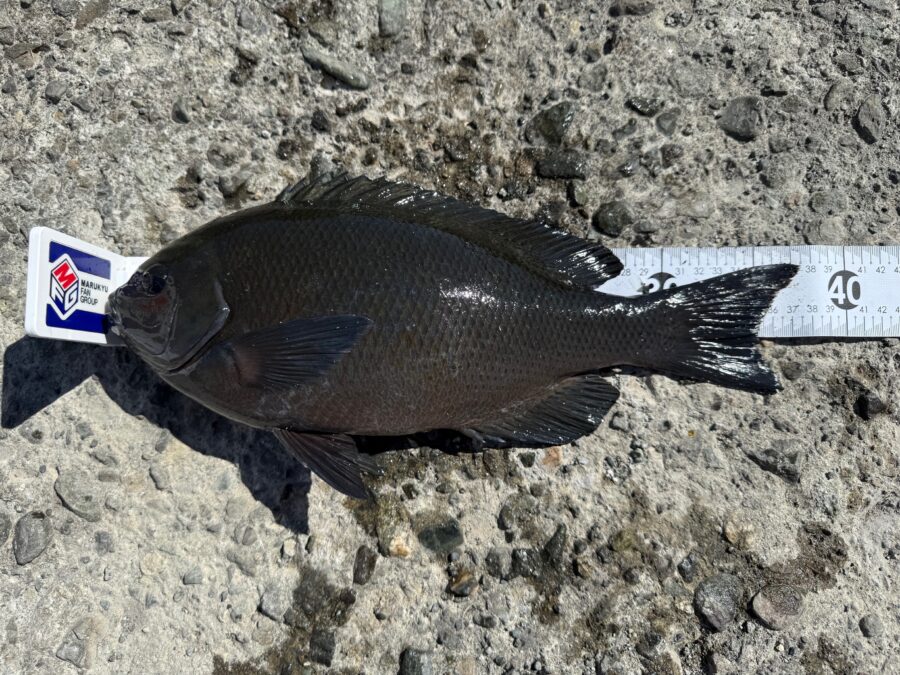 スタッフ小澤釣行記～真鶴・初島/口太メジナ40.5cm・37.4cm・22cm3枚他