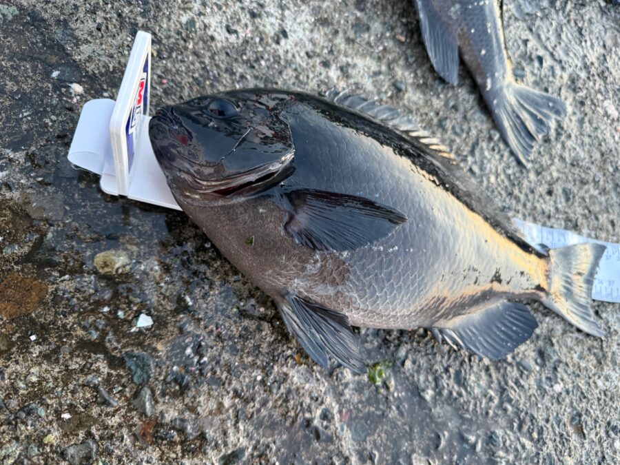 スタッフ小澤釣行記～真鶴・初島/口太メジナ40.5cm・37.4cm・22cm3枚他