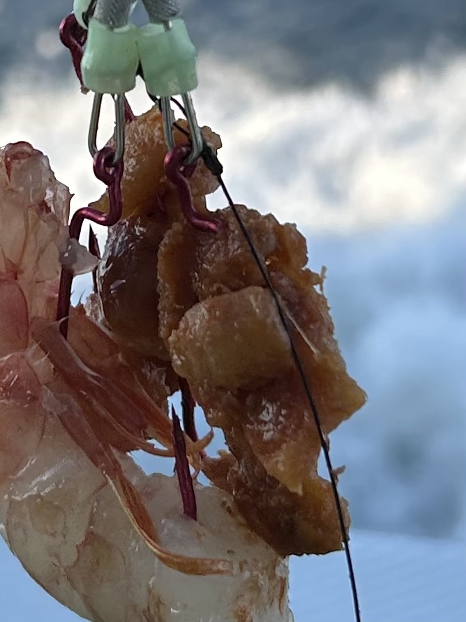 スタッフ齋藤釣行記~羽田/トラフグ1匹~