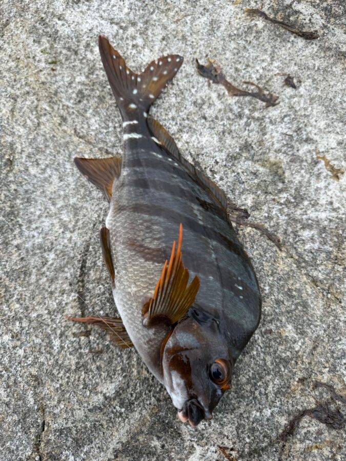 スタッフ小澤淳釣行記～茅ヶ崎エボシ岩鵜島/口太メジナ28cm/1匹～