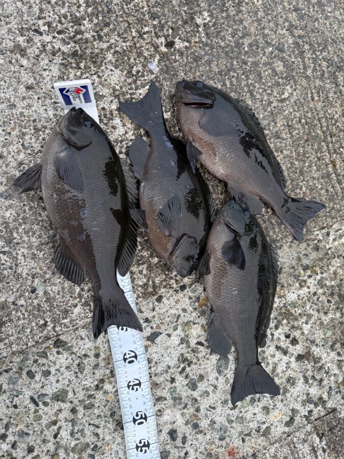 スタッフ小澤釣行記～初島第一漁港/口太メジナ37cm/4枚～