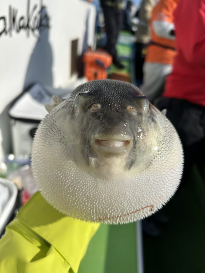 スタッフ齋藤釣行記~羽田/トラフグ1匹~