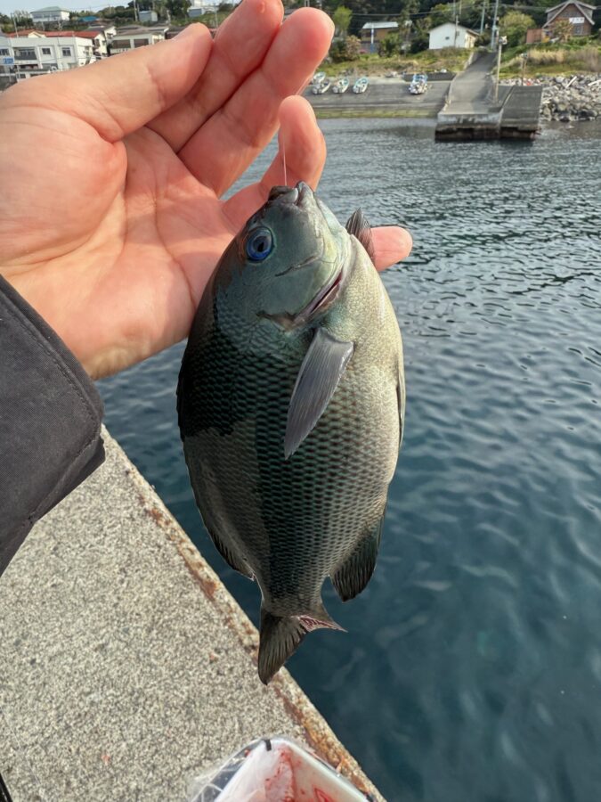 スタッフ小澤釣行記～初島　第一漁港/口太メジナ36cm・20cm1枚ずつ～