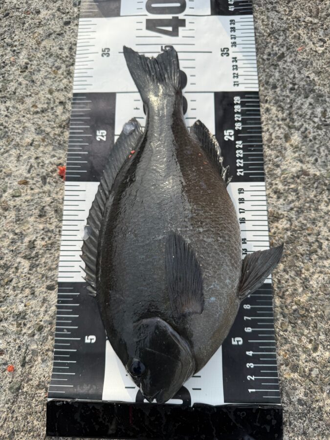 スタッフ小澤釣行記~初島 第一漁港/口太メジナ36cm・20cm1枚ずつ~