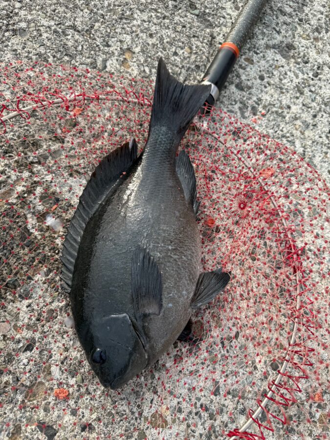 スタッフ小澤釣行記～初島　第一漁港/口太メジナ36cm・20cm1枚ずつ～