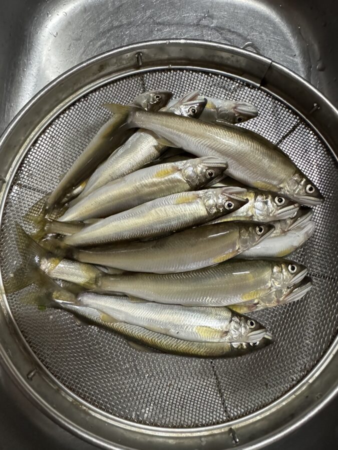 2025年6月10日(火)相模川釣果 ドブ釣り 黒瀧天馬様