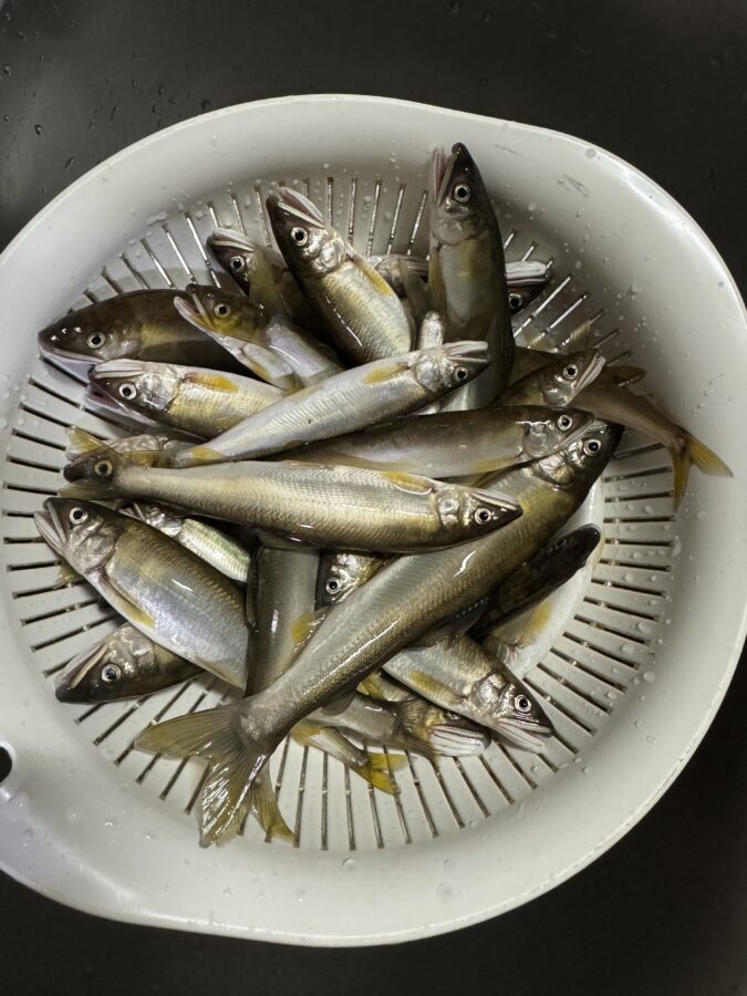 2025年6月24日(火)相模川釣果 ドブ釣り 黒瀧天馬様
