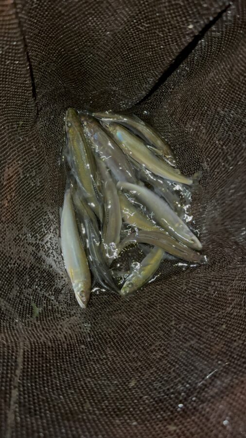 2025年6月26日(木)相模川釣果 ドブ釣り 黒瀧天馬様
