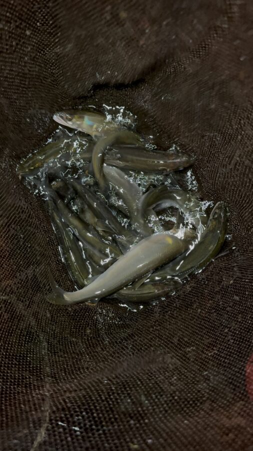 2025年6月30日（月）相模川釣果　ドブ釣り　黒瀧天馬様