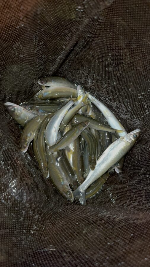 2025年7月１日（火）相模川釣果　ドブ釣り　黒瀧天馬様
