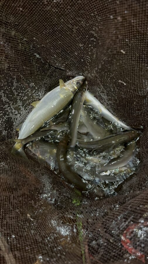 2025年7月9日(水)相模川釣果 ドブ釣り 黒瀧天馬様