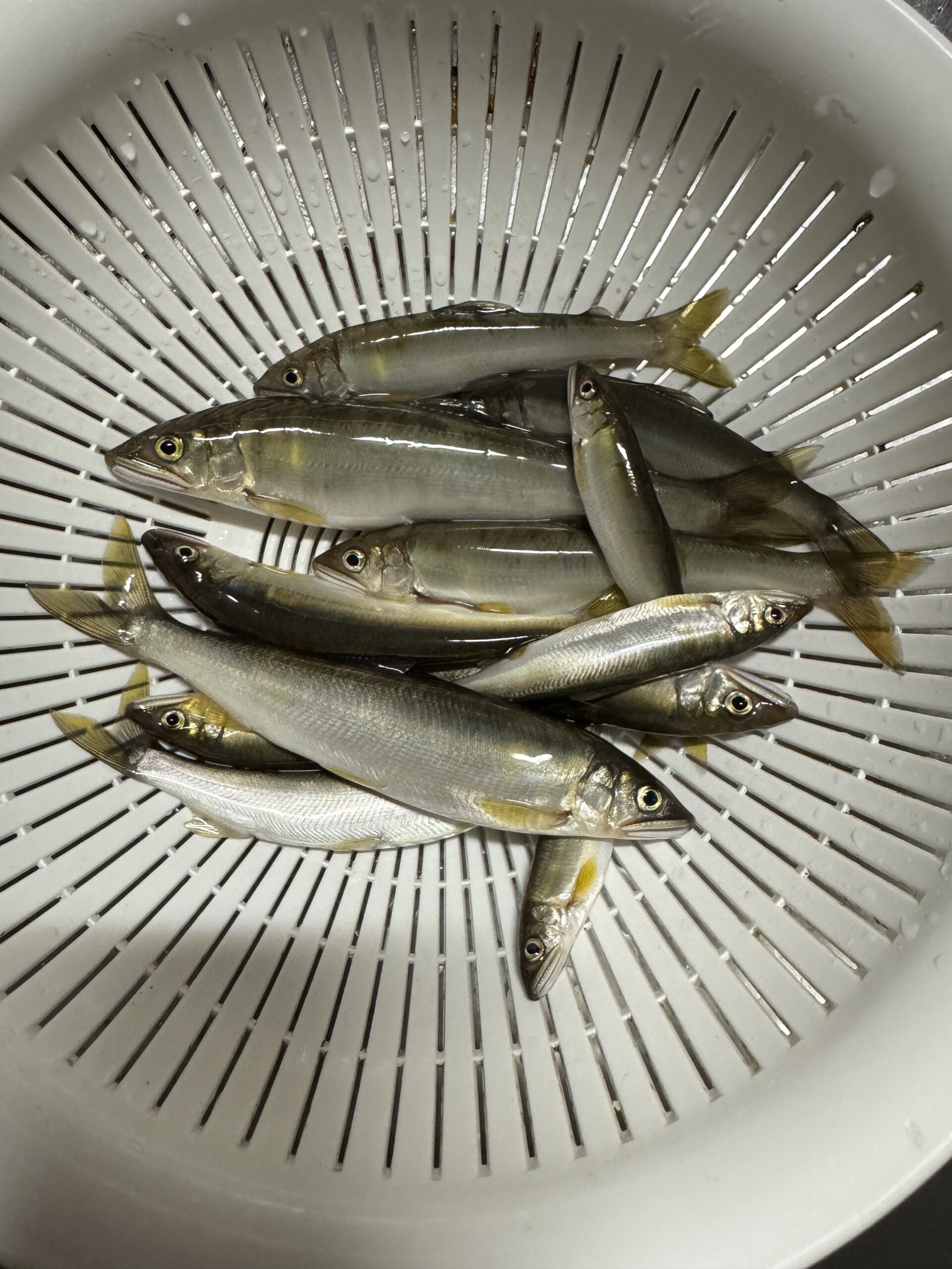 2025年7月28日(月)相模川釣果 ドブ釣り 黒瀧天馬様