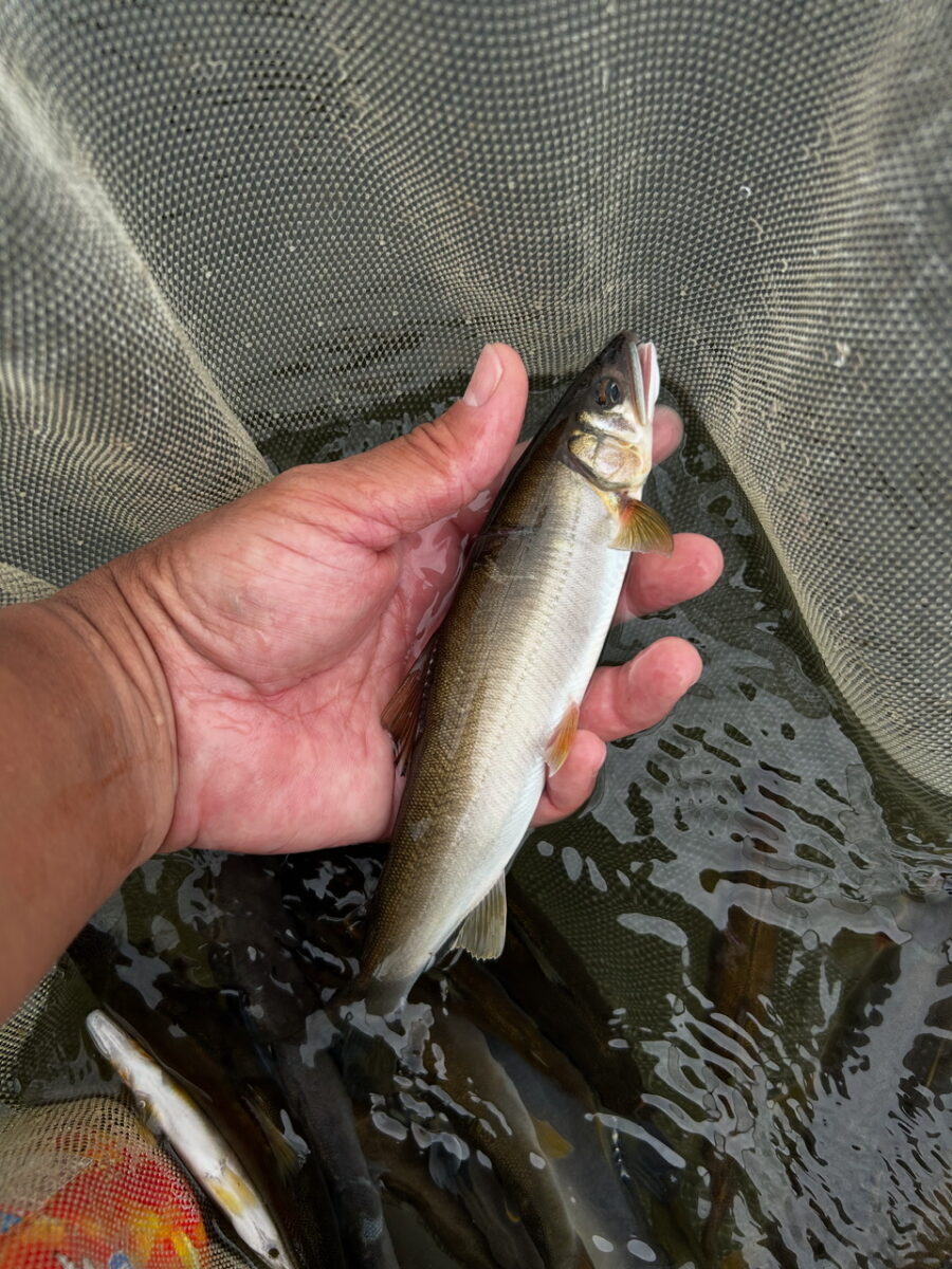 スタッフ平賀釣行記～相模川　高田橋/アユ5匹/最大22.5cm～