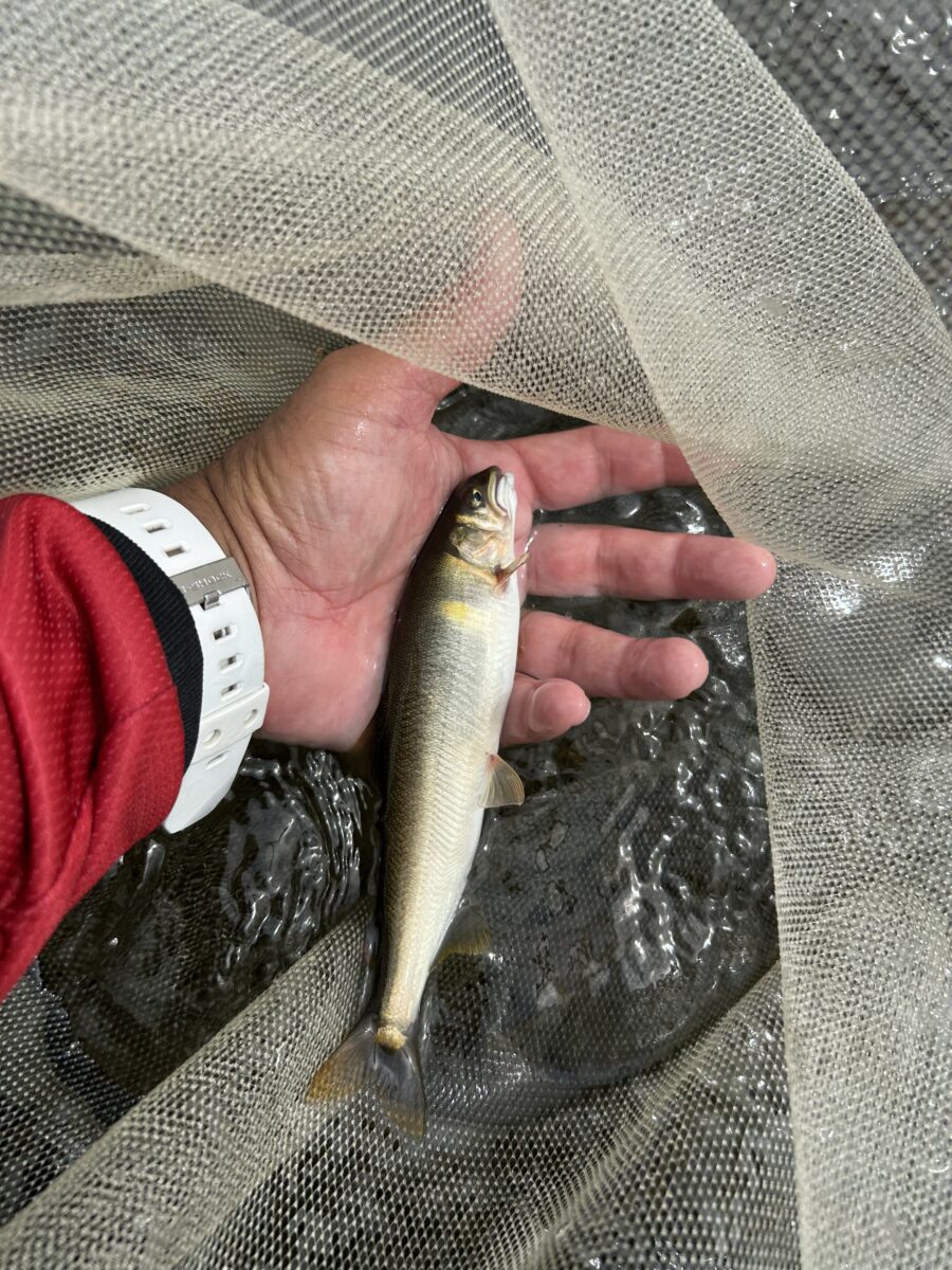 スタッフ平賀釣行記~葛野川/アユ20匹/最大21cm~